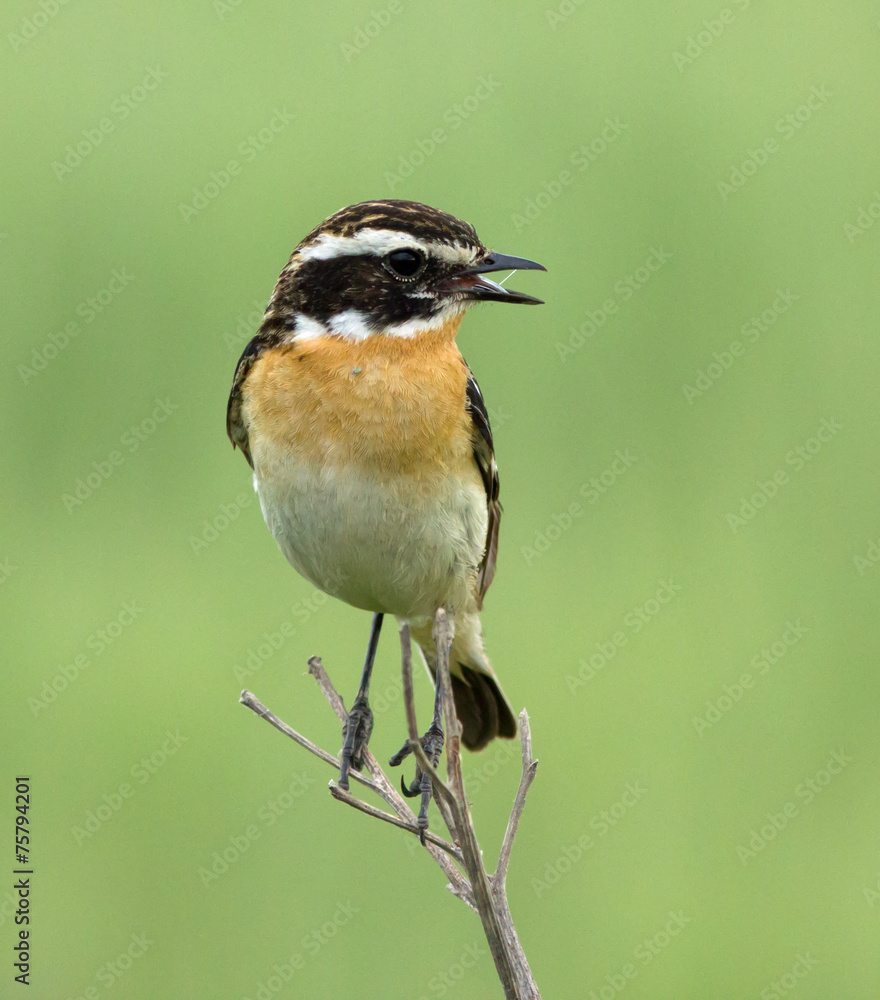 Fototapeta premium Whinchat on the branch 