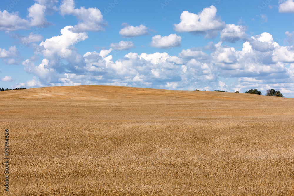 Yellow field on a background of blue sky with clouds