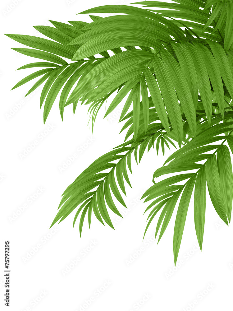 tropical plant