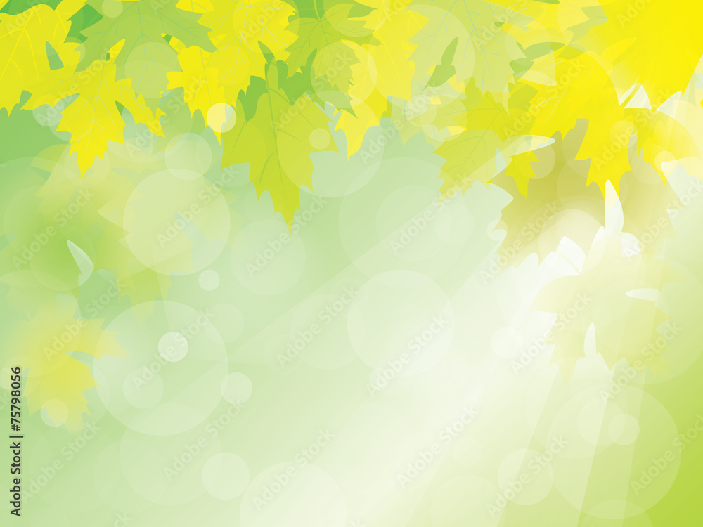 Summer or Spring sunny with green leaves background vector