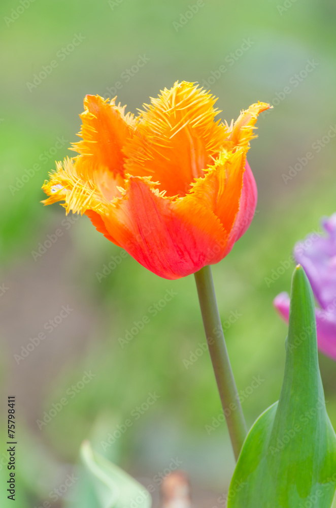 Fototapeta premium Blossom of the orange peony tulip in the spring