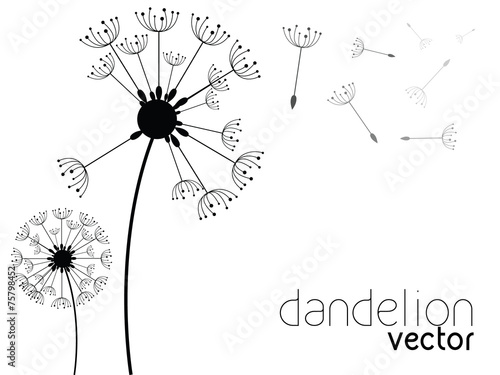Dandelion on wind, vector background