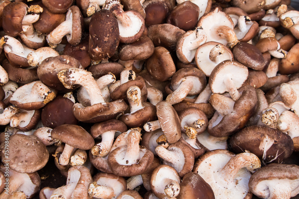 Shiitake mushrooms in the Market Shiitake mushrooms in the Market