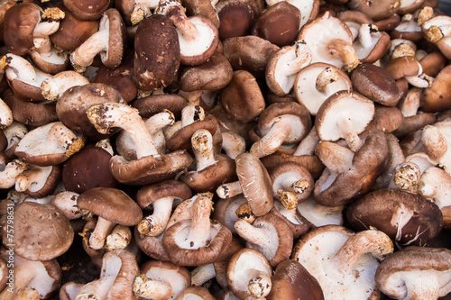Shiitake mushrooms in the Market