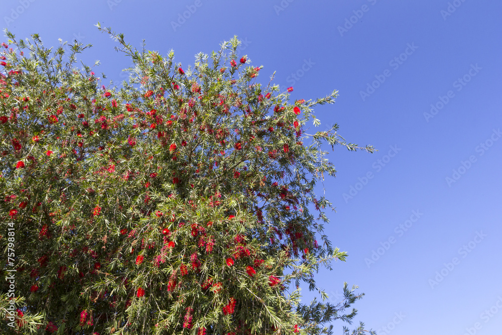 red flower tree with Blue sky