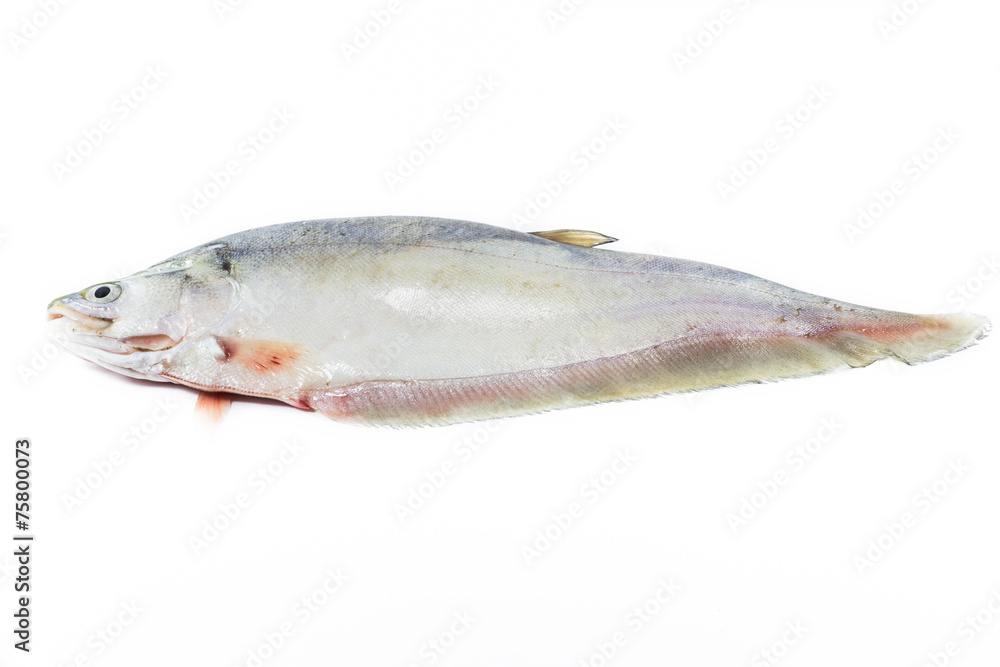 Fresh fish isolated on white background