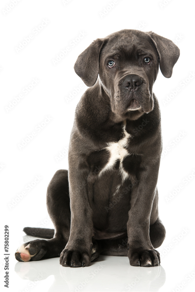 Cane Corso Welpe Cane Corso Welpe
