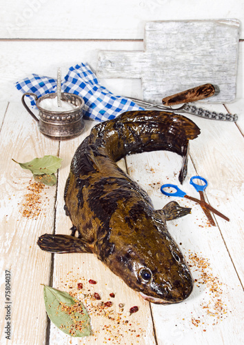 fresh burbot photo