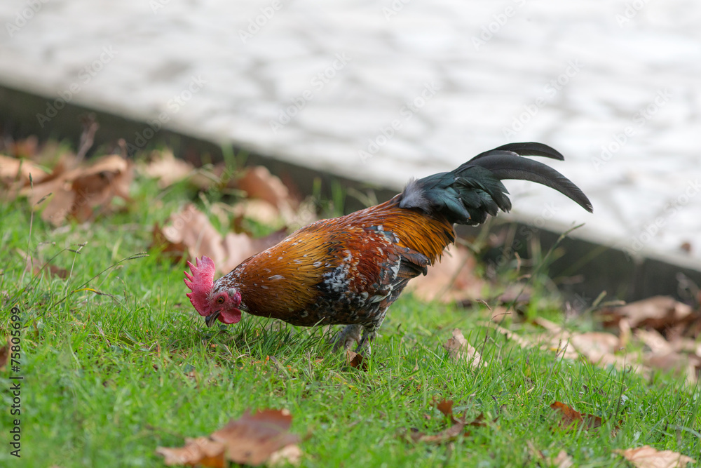 Fototapeta premium rooster on the green grass