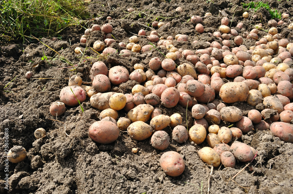 bunch of potatoes on the ground