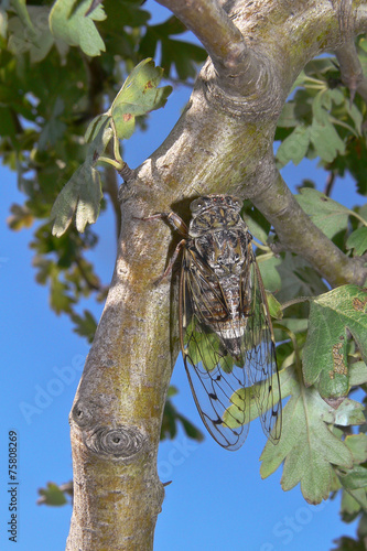 cicala (Cicada orni) su ramo