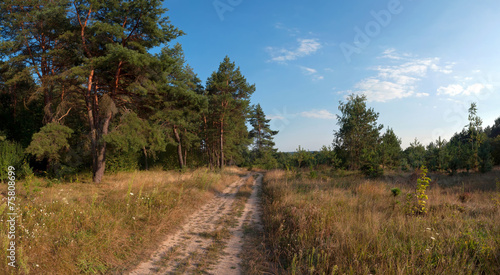 road near the pine trees panorama