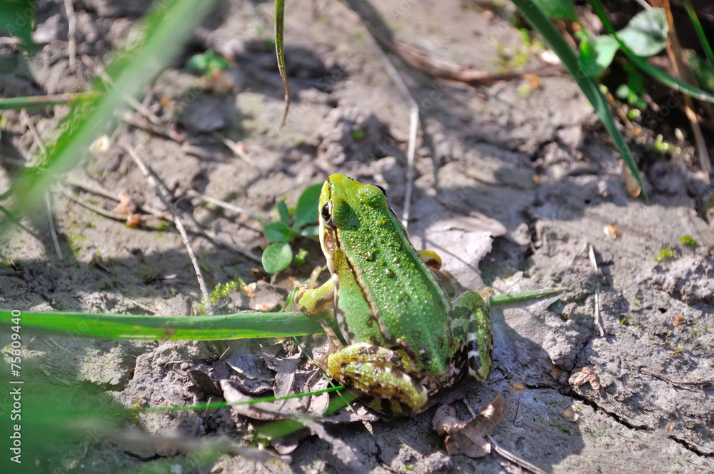 green frog close-up green frog close-up