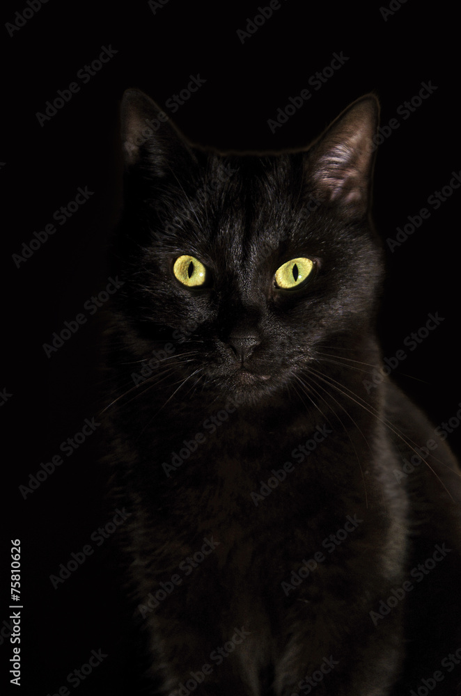 Portrait of black cat against black background