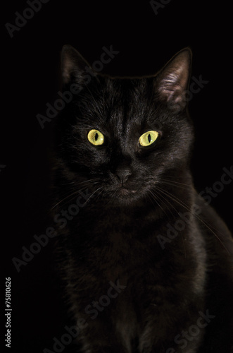 Slika na platnu Portrait of black cat against black background