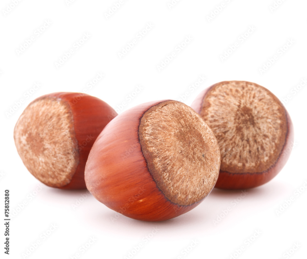 hazelnut or filbert nut isolated on white background cutout hazelnut or filbert nut isolated on white background cutout