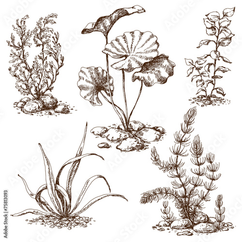 Hand drawn algae sketch