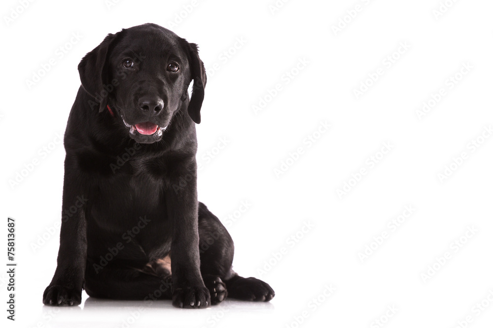 Labrador Retriever isolated on white. Labrador Retriever isolated on white.