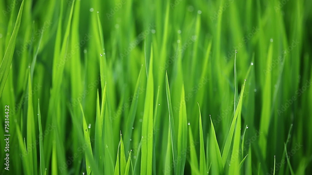 Green wet rice with water drops on a leaves Green wet rice with water drops on a leaves