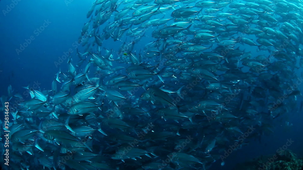 School of Jack fish swirling in a depth. Balicasag island, Phili School of Jack fish swirling in a depth. Balicasag island, Phili