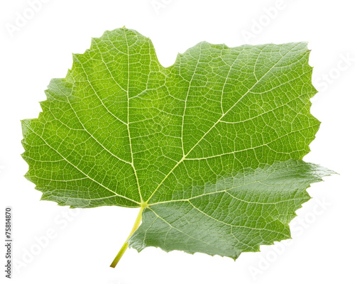 grape leaf isolated on the white background
