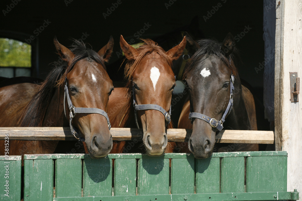 Obraz premium Three beautiful thoroughbred horses at the barn door