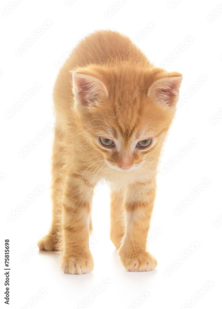 Angry red kitten