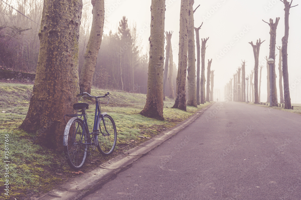 Bike in a street surrounded by trees on a cold foggy morning