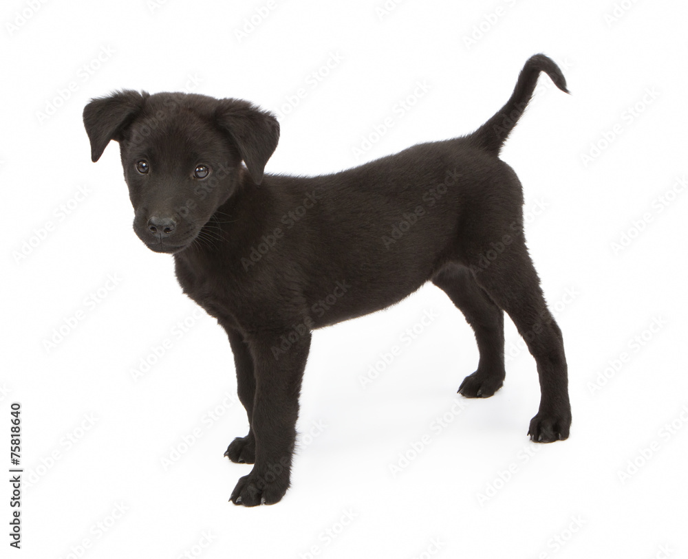 Black Crossbreed Puppy Standing To Side Black Crossbreed Puppy Standing To Side