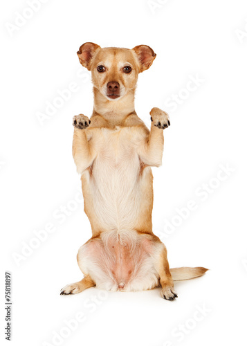 Vászonkép Chihuahua Crossbreed Begging With Paws