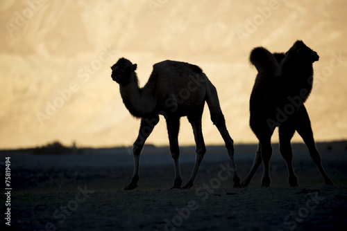 silhouette young camels in sand dune Nubra valley Ladakh