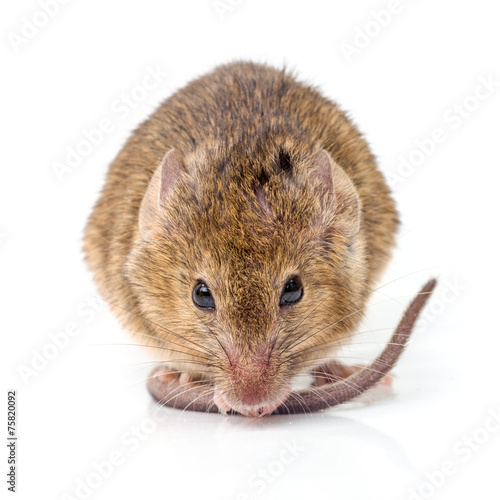 House mouse (Mus musculus) © Szasz-Fabian Jozsef