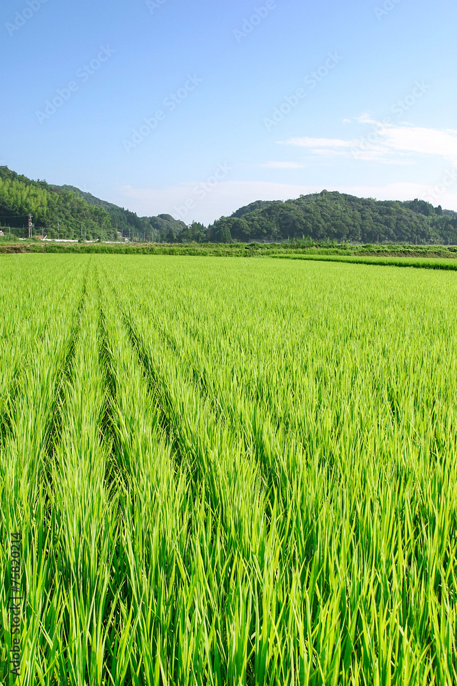 田んぼ　鳥取