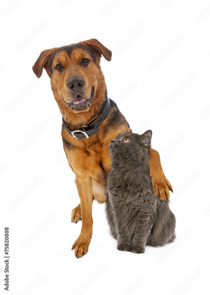 Large Mixed Breed Dog Arm Around Cat Large Mixed Breed Dog Arm Around Cat