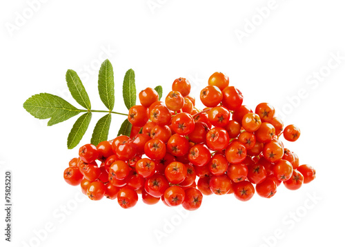 rowanberry or ashberry isolated on white background photo