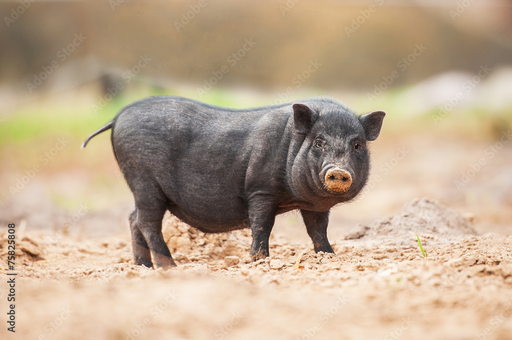 Fototapeta premium Mini świnka z brudnym nosem podczas spacerów