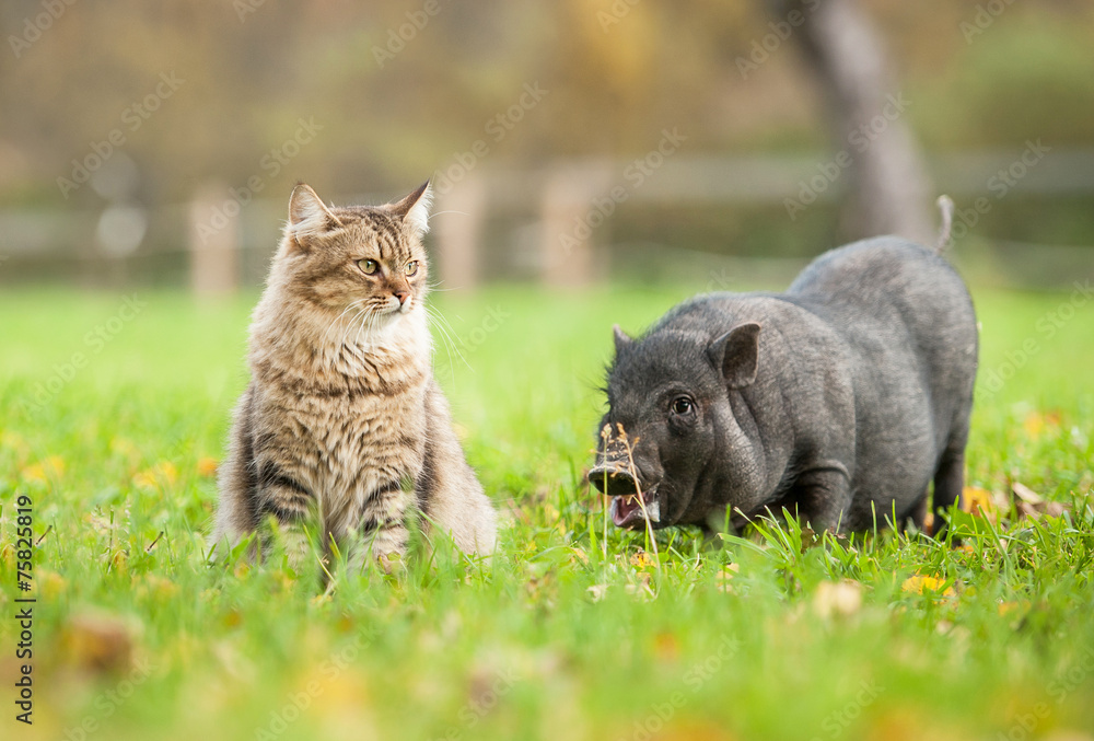 Tabby cat with mini piggy outoors