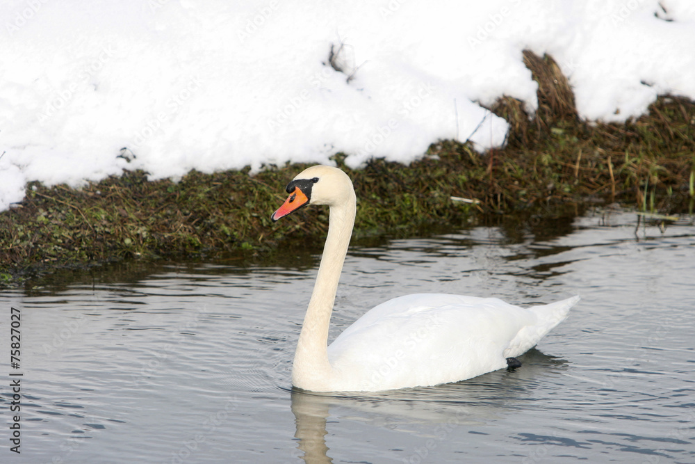 Obraz premium Swan swimming in lake