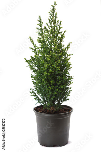 Thuja in a pot, isolated on white background