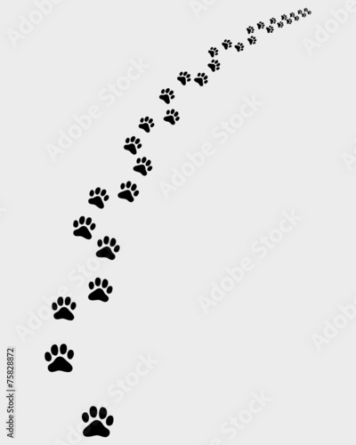 Black trail of cat, turn right, vector illustration