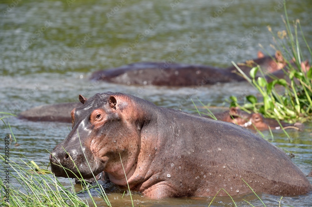Common hippopotamus Common hippopotamus
