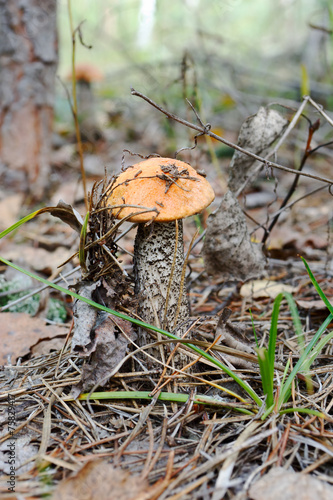 Orange-cap boletus in the forest