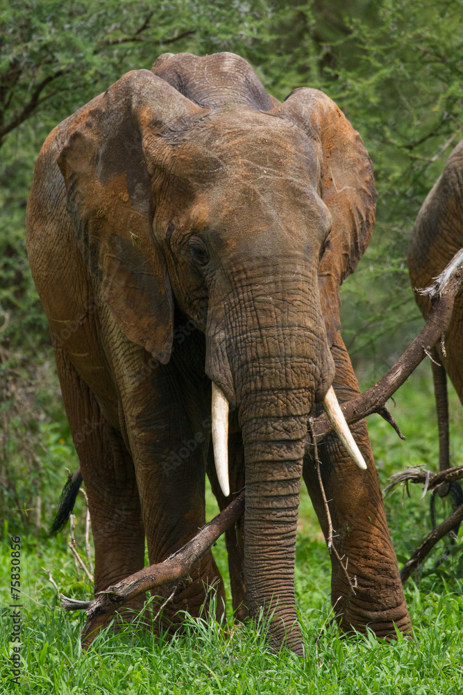 Naklejka premium Elephant massif