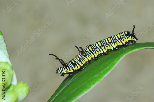 Caterpillar on the leaf © ownza