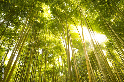 Bamboo Forest in Japan. Bamboo Groove in Arashiyama  Kyoto