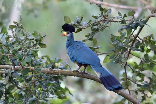 Great blue turaco