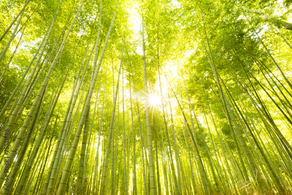 Fototapeta premium Bamboo Forest in Japan. Bamboo Groove in Arashiyama, Kyoto