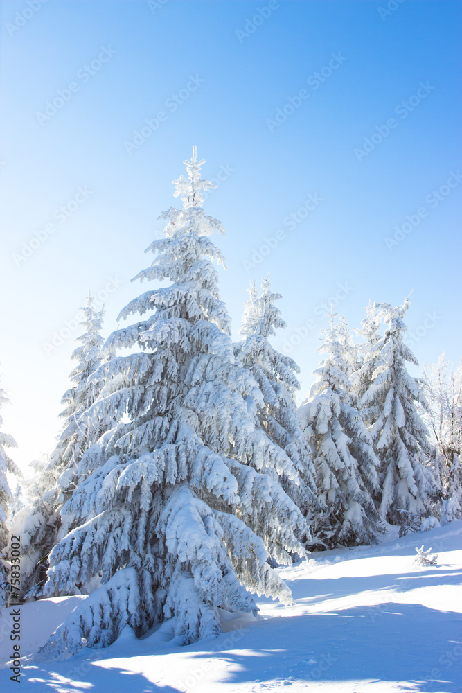 Fototapeta premium Trees with snow