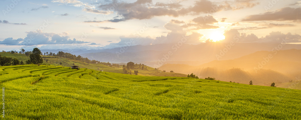 Fototapeta premium Close up of Rice