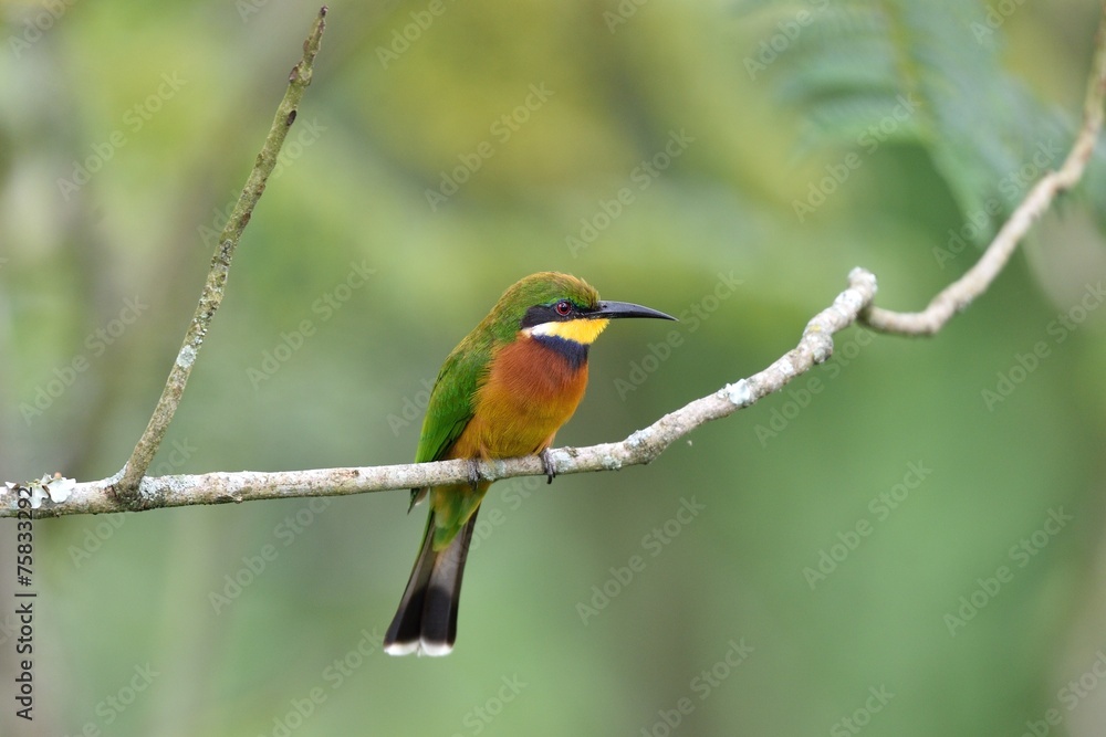 Cinnamon-chested Bee-eater Cinnamon-chested Bee-eater